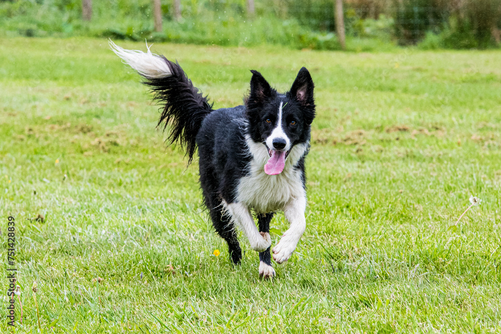 border collie puppy running