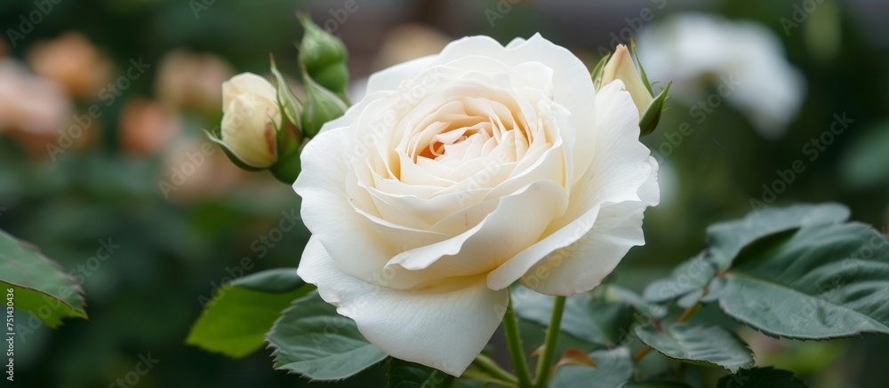Elegant white rose with fresh green leaves in natural background for floral design inspiration Elegant white rose with fresh green leaves in natural background for floral design inspiration