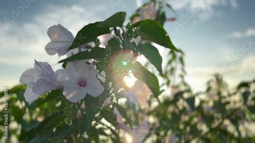 The sun shines through the morning glory flower. Closeup of the morning glory flower is blown by the wind in the morning.