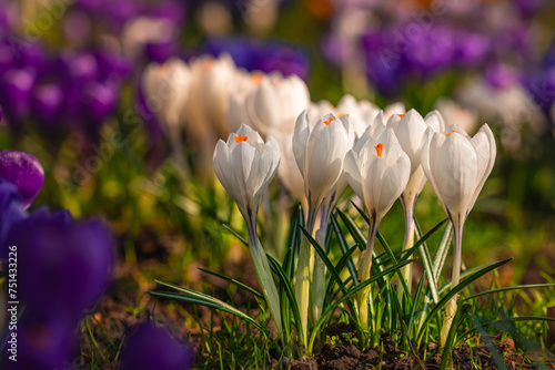 Krokusy , wiosna, kolory , białe © Daniel Folek