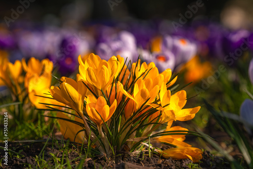 Krokusy , wiosna, kolory , żółte © Daniel Folek