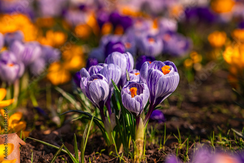 Krokusy , wiosna, kolory , purpurowe © Daniel Folek