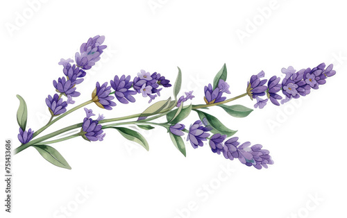 Sticker of Lavender Branch isolated on transparent Background