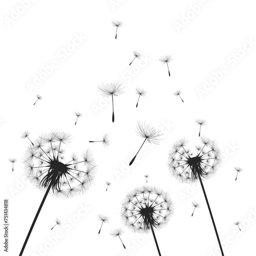 vector dandelion blowing seeds with flower background for banner poster  cards  and template. Vector illustration dandelion time. Black Dandelion seeds blowing in the wind. The wind inflates a dandeli