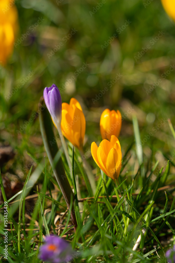 First early spring flowers in a sunny day First early spring flowers in a sunny day