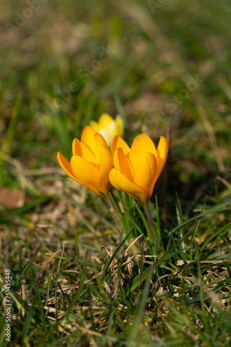 First early spring flowers in a sunny day