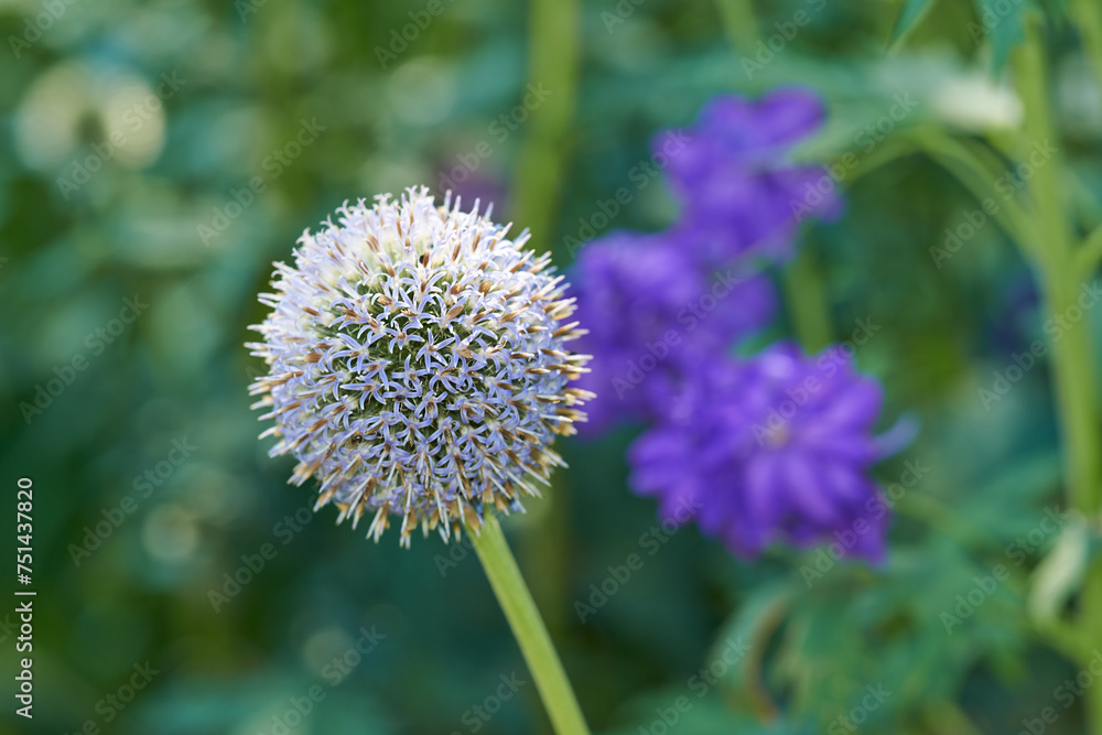 Thistle, flowers and hyacinth in meadow at countryside, field and landscape with plants in background. Botanical garden, pasture and echinops by petals in bloom in backyard, bush or nature in Spain Thistle, flowers and hyacinth in meadow at countryside, field and landscape with plants in background. Botanical garden, pasture and echinops by petals in bloom in backyard, bush or nature in Spain