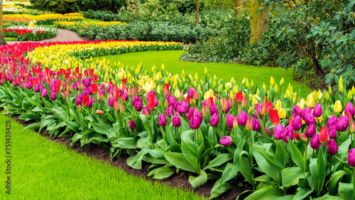 Photo of a beautiful garden with tulips. Straight lawn edging. Landscape design of flower beds in Keukenhof Gardens. Perfect lawn. The edge of the lawn near the flower bed. Garden border edging ideas. photo