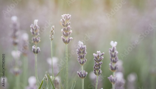 field of lavender