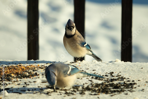 These two beautiful blue jays came out for birdseed. The white snow all around them. One watches while the other eats. Their pretty feathers of these birds stand out with their orange tinted bellies. photo