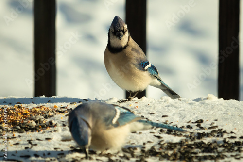 These two beautiful blue jays came out for birdseed. The white snow all around them. One watches while the other eats. Their pretty feathers of these birds stand out with their orange tinted bellies. photo