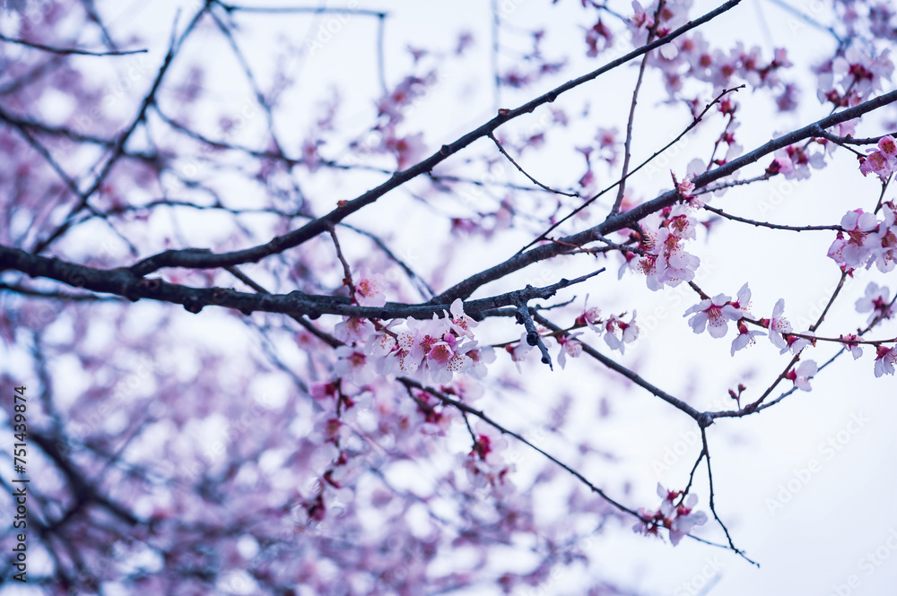 Blooming peach blossom in spring tibet,China Blooming peach blossom in spring tibet,China