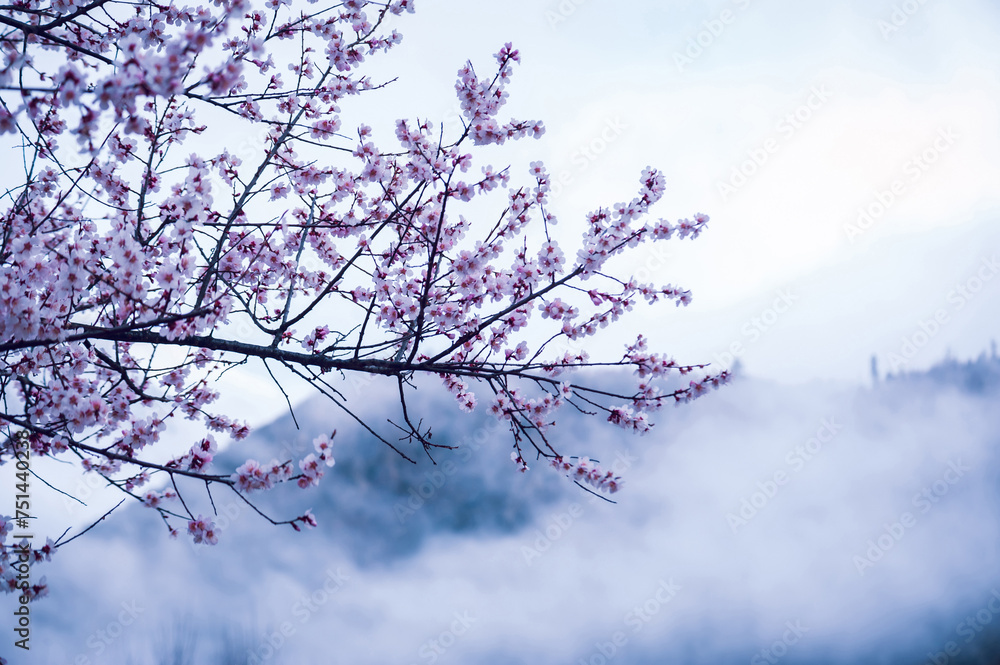 Blooming peach blossom in spring tibet,China Blooming peach blossom in spring tibet,China