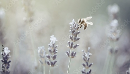 bee on lavender field © Hanna
