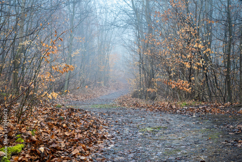 Foggy forest path in late autumn or early spring 