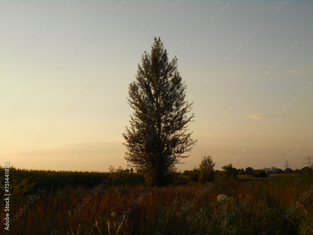 Fototapeta premium Tree in the field