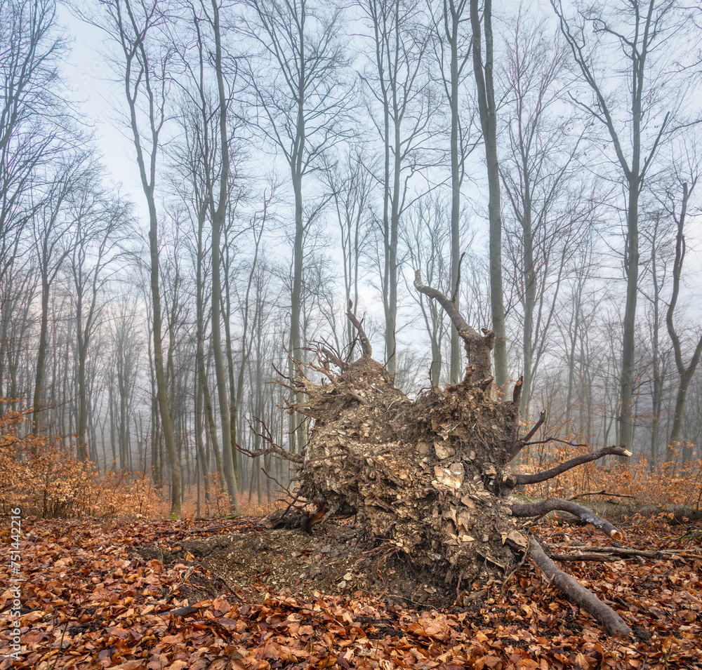 Late autumn or early spring foggy morning forest scene with a fallen tree showing the roots Late autumn or early spring foggy morning forest scene with a fallen tree showing the roots