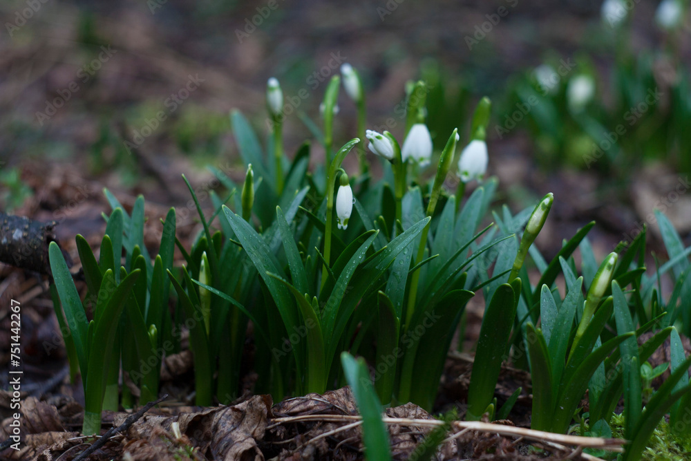 Obraz premium Snowdrop flowers in the forest. Beautiful spring flowers in the forest