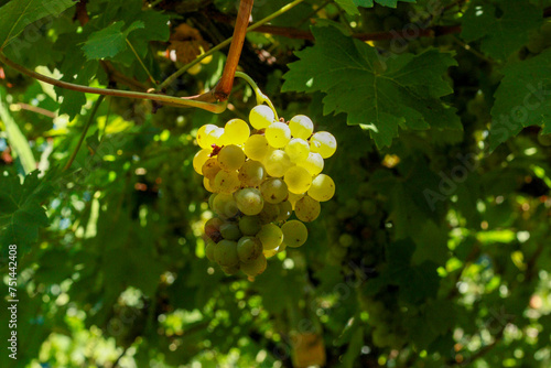 Fotografie bunch of grapes