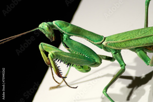 Depiction of green praying mantis in a close-up view showing its vibrant color and complex structure on a split black and white background.