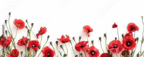 Anzac Day, poppy flowers on white background. Remembrance day symbol.