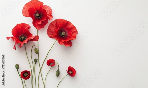 Anzac Day, poppy flowers on white background. Remembrance day symbol.