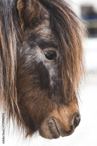 A breed of decorative dwarf horses. Cute little mini pony on the farm. Close-up of an animal portrait.