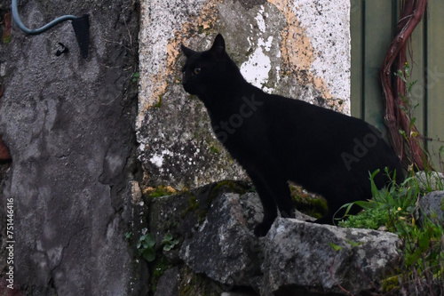 A pretty cat posing on the street