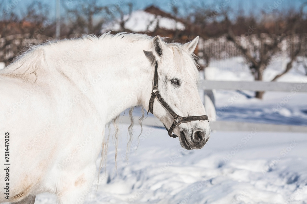 A beautiful portrait of a white horse in a paddock on a ranch on a winter morning, on a private eco-farm or in a contact zoo. Animal husbandry. Love for animals. A beautiful portrait of a white horse in a paddock on a ranch on a winter morning, on a private eco-farm or in a contact zoo. Animal husbandry. Love for animals.