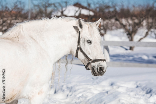 A beautiful portrait of a white horse in a paddock on a ranch on a winter morning, on a private eco-farm or in a contact zoo. Animal husbandry. Love for animals.