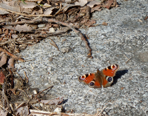 Orange butterfly perched on a stone on the ground