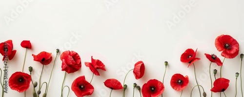 Anzac Day, poppy flowers on white background. Remembrance day symbol.