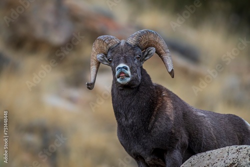 Bighorn Ram Flehmen Response