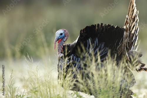 Turkey Tom