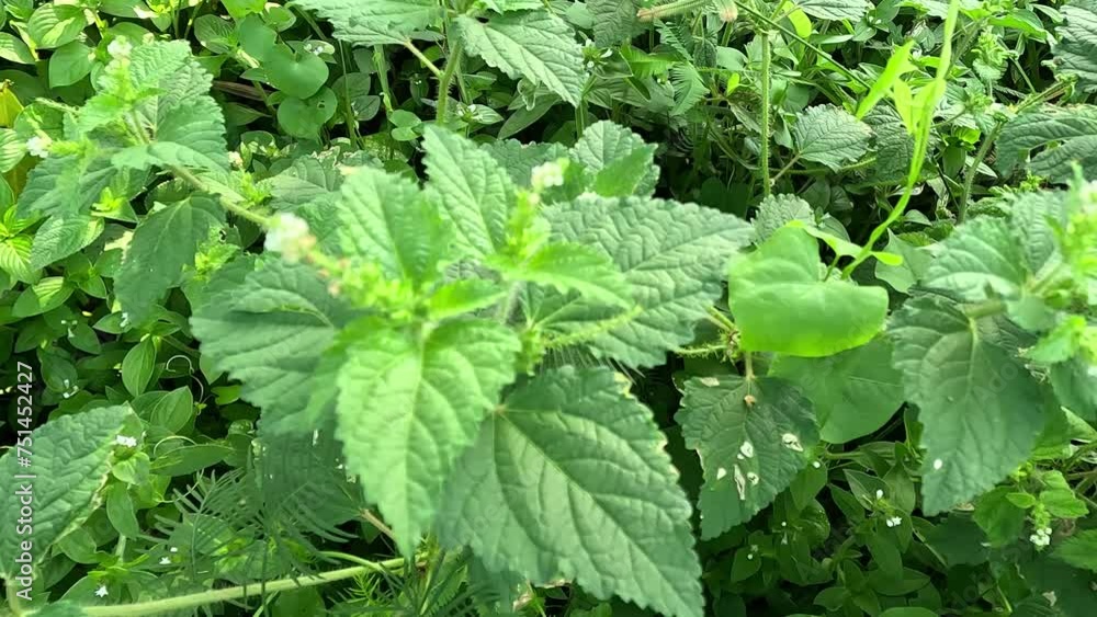 Croton hirtus (Brachystachys hirta, Croton glandulosus). Croton hirtus