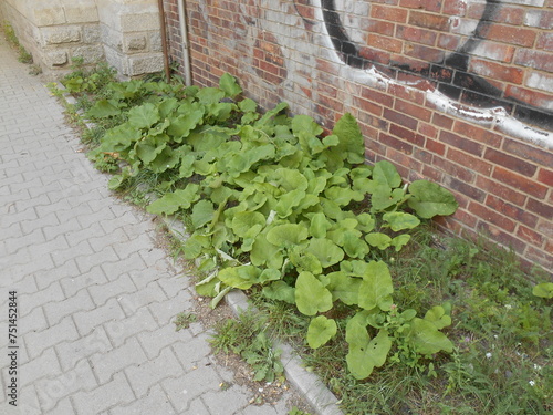 Vegetation near a brick wall © TK_Office