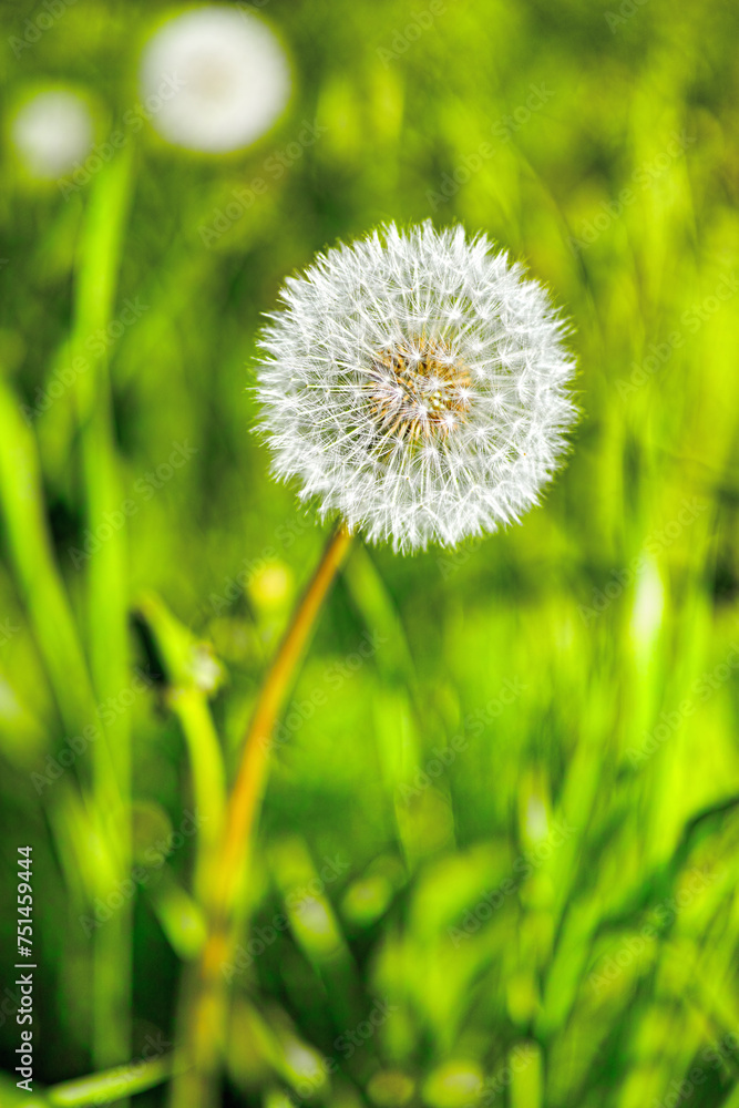 Dandelion, flower and plant in meadow at countryside, field and landscape with grass in background. Botanical garden, pasture and echinops with petals in bloom in backyard, bush or nature in Spain Dandelion, flower and plant in meadow at countryside, field and landscape with grass in background. Botanical garden, pasture and echinops with petals in bloom in backyard, bush or nature in Spain