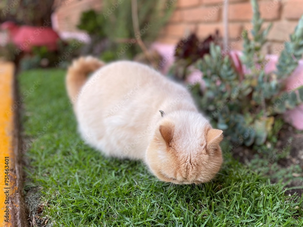Gato on garden 3 Gato on garden 3