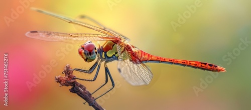 Graceful Dragonfly with Vibrant Red and Yellow Wings in Natural Environment