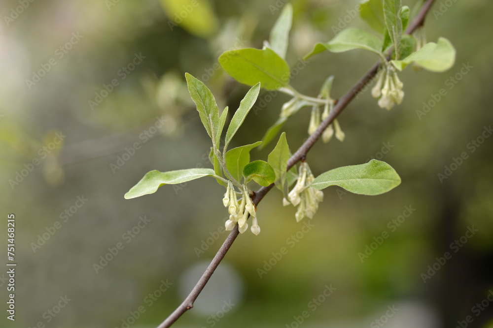 Autumn olive branch with flowers Autumn olive branch with flowers