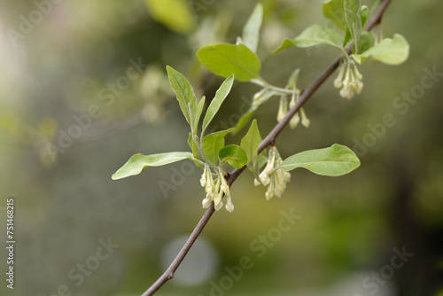 Autumn olive branch with flowers