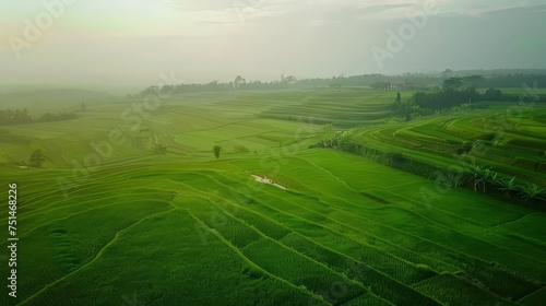 Aerial view of rice fields in nature green color