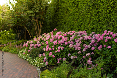 Bushes of blooming pink hydrangea along a cobblestone path in a park