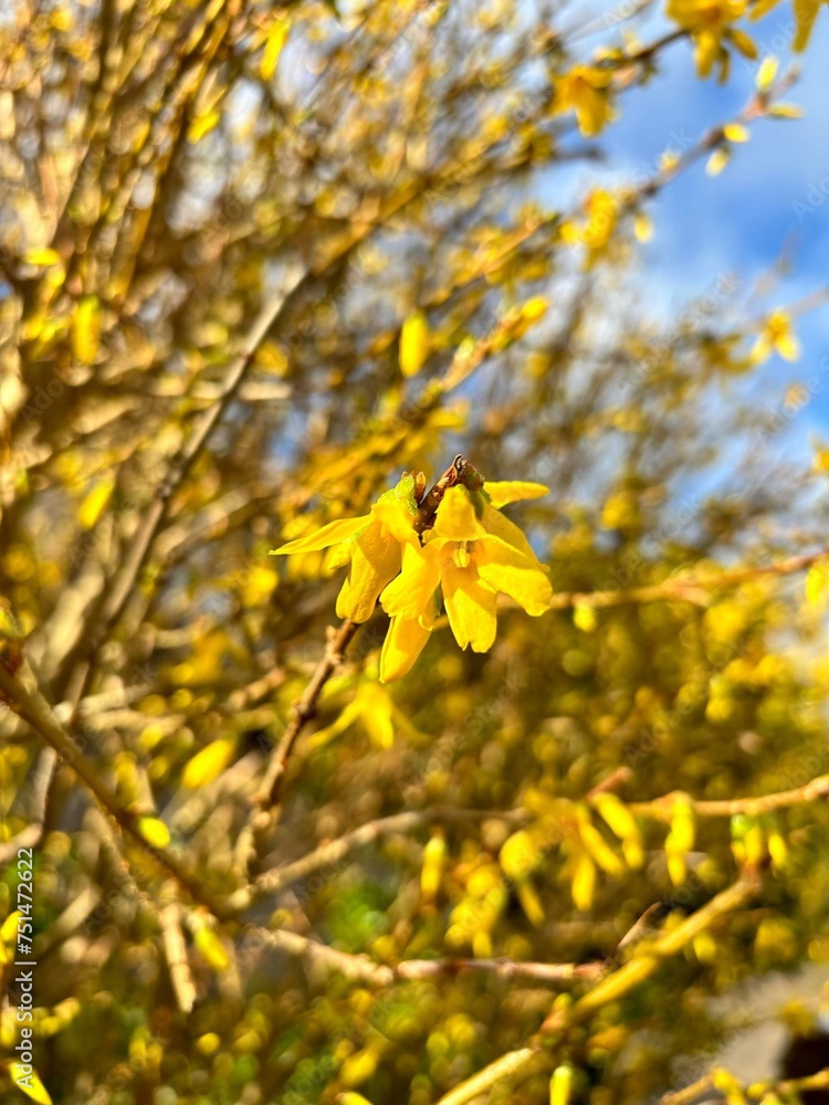 Obraz premium yellow maple leaves