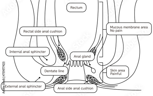 Human body rectum and anus area Illustrations, cross sectional view
