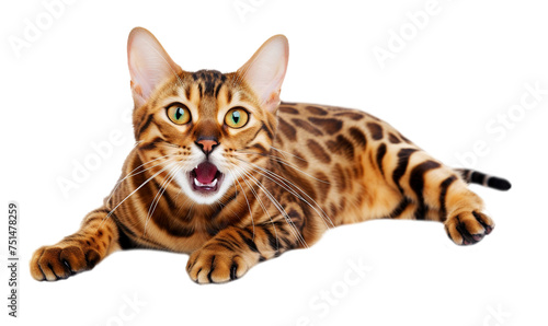 Full length purebred Bengal cat on a transparent background