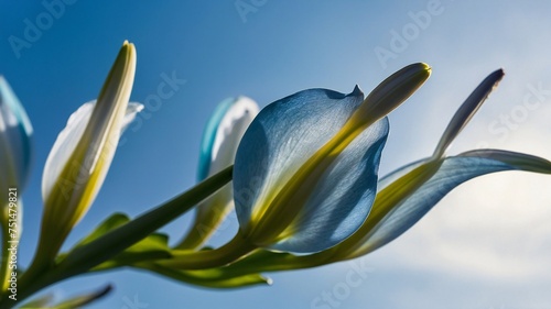 White Lily flower Close-Up Views Featuring Stunning Sunshine and Blur Backgrounds photo