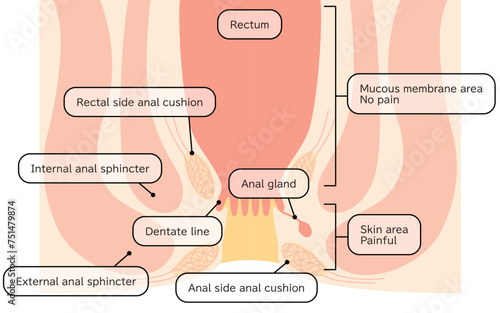 Human body rectum and anus area Illustrations, cross sectional view