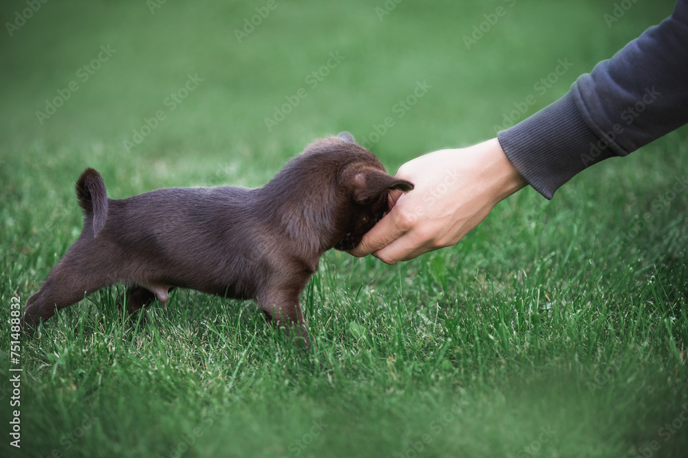 A brown chihuahua puppy hides in the owner's hand. The tenderness of touch A brown chihuahua puppy hides in the owner's hand. The tenderness of touch