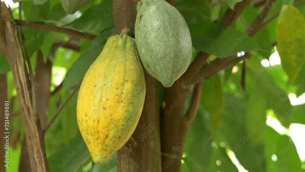 Yellow Cacao pods grow on trees. Ripe cacao fruits, There are many ripe cacao fruits all over the tree. plant cocoa fruit plantation,4k video Yellow Cacao pods grow on trees. Ripe cacao fruits, There are many ripe cacao fruits all over the tree. plant cocoa fruit plantation,4k video